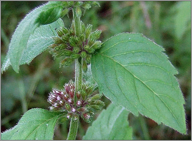 Whorled Mint, Mentha x verticillata, Mismn burla