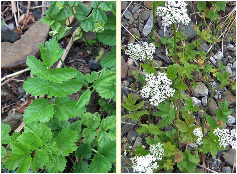 Greater Burnet-saxifrage, Pimpinella major, Coll an dromin