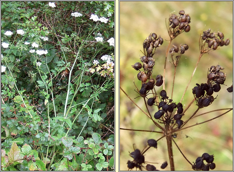 Greater Burnet-saxifrage, Pimpinella major, Coll an dromin