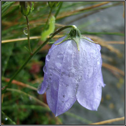 Harebell, Campanula rotundifolia, Maracn gorm