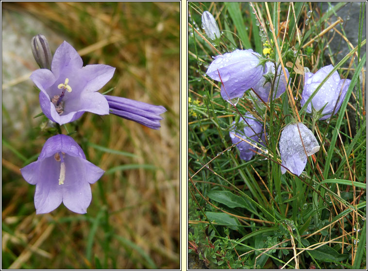 Harebell, Campanula rotundifolia, Maracn gorm