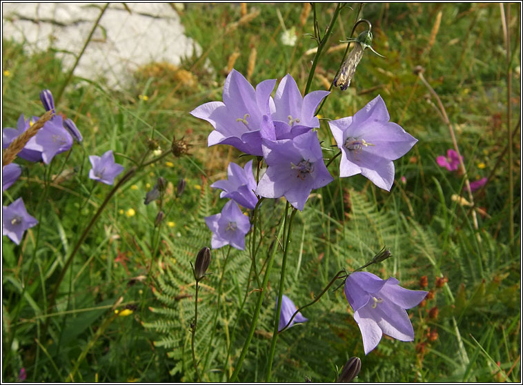 Harebell, Campanula rotundifolia, Maracn gorm