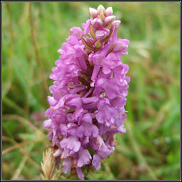 Marsh Fragrant Orchid, Gymnadenia densiflora, Lus taghla corraigh