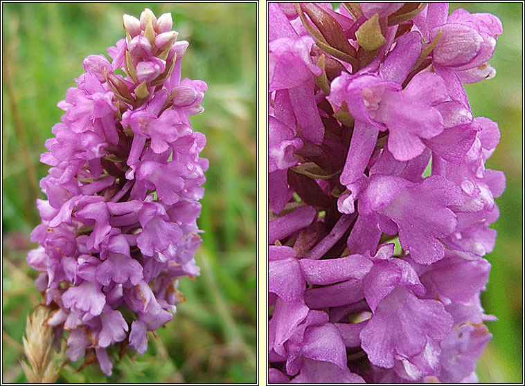 Marsh Fragrant Orchid, Gymnadenia densiflora, Lus taghla corraigh