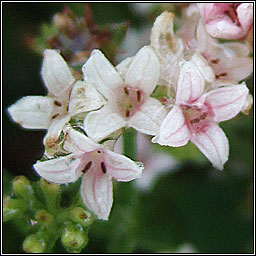 Squinancywort, Asperula cynanchica, Lus na haincise