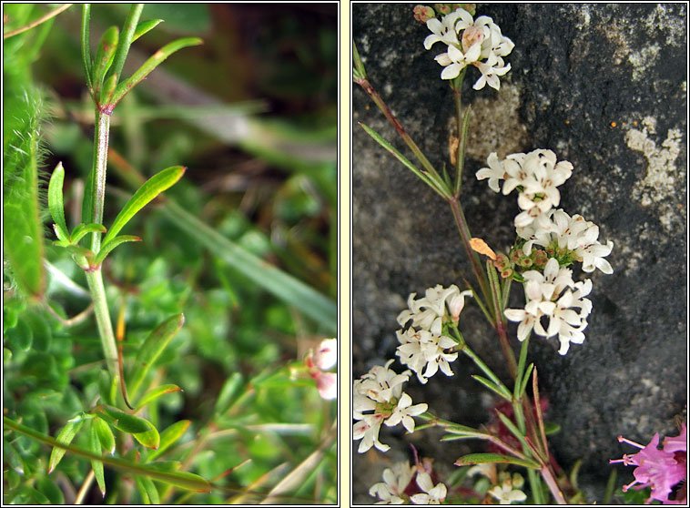 Squinancywort, Asperula cynanchica, Lus na haincise