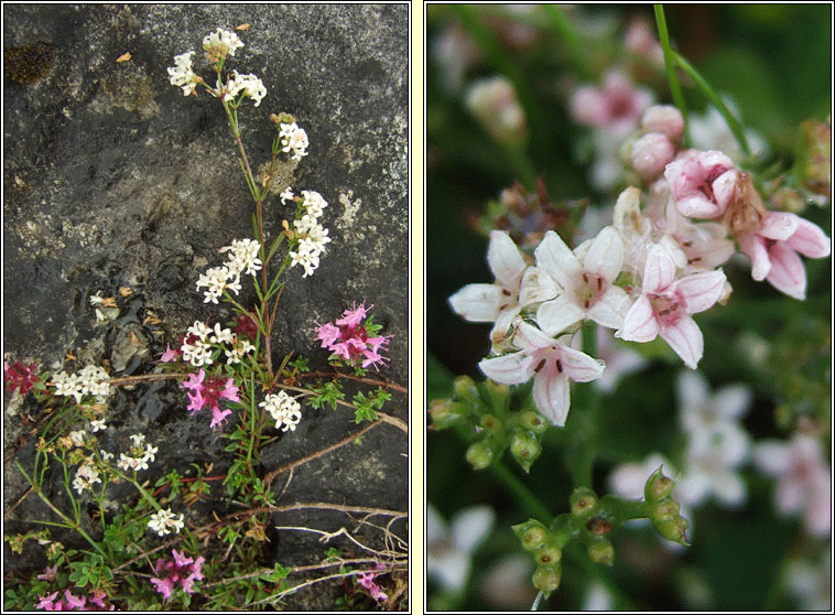 Squinancywort, Asperula cynanchica, Lus na haincise