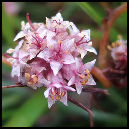 Dodder, Cuscuta epithymum, Clamhn