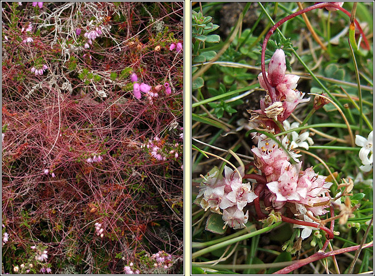 Dodder, Cuscuta epithymum, Clamhn