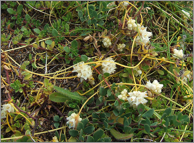 Dodder, Cuscuta epithymum, Clamhn