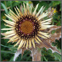 Carline Thistle, Carlina vulgaris, Feochadn mn