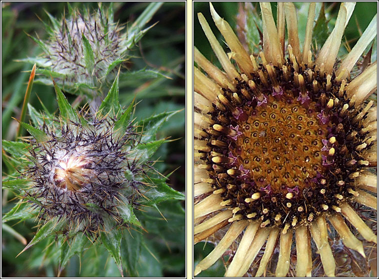 Carline Thistle, Carlina vulgaris, Feochadn mn