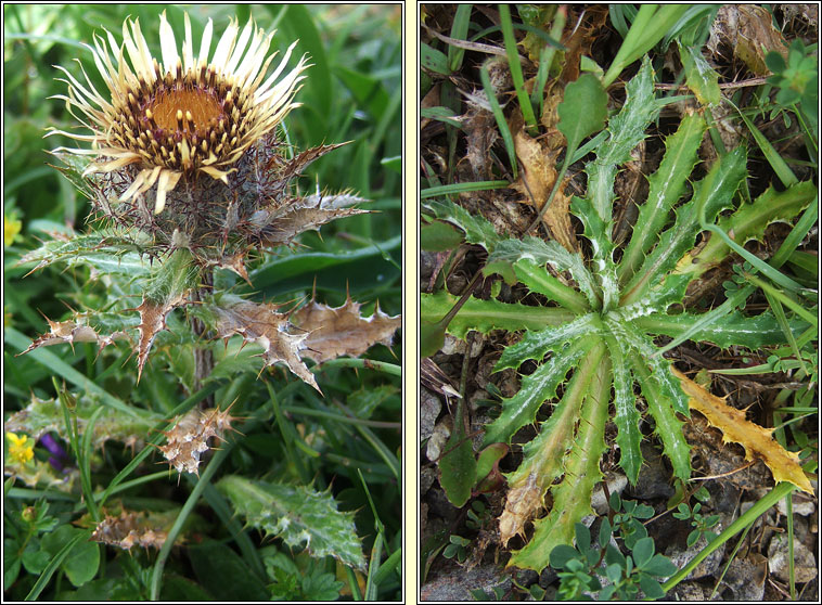 Carline Thistle, Carlina vulgaris, Feochadn mn