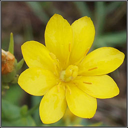 Yellow-wort, Blackstonia perfoliata, Drimire bu