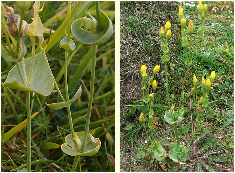 Yellow-wort, Blackstonia perfoliata, Drimire bu