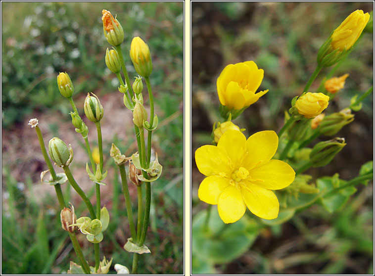 Yellow-wort, Blackstonia perfoliata, Drimire bu