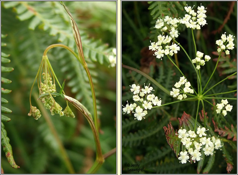 Burnet-saxifrage, Pimpinella saxifraga, Ains fhiin