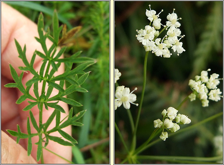 Burnet-saxifrage, Pimpinella saxifraga, Ains fhiin