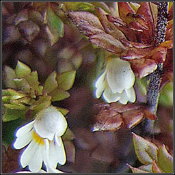 Irish Eyebright, Euphrasia salisburgensis, Glanrosc gaelach