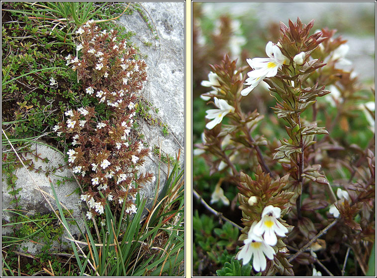 Irish Eyebright, Euphrasia salisburgensis, Glanrosc gaelach