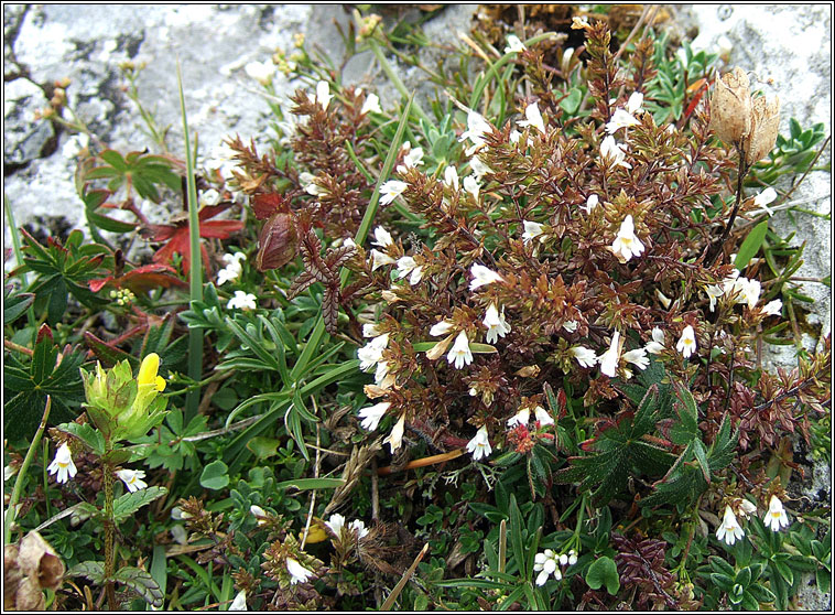 Irish Eyebright, Euphrasia salisburgensis, Glanrosc gaelach