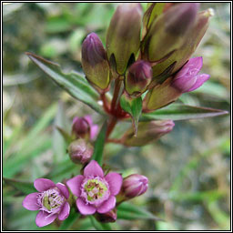 Autumn Gentian, Gentianella amarella, Muilcheann