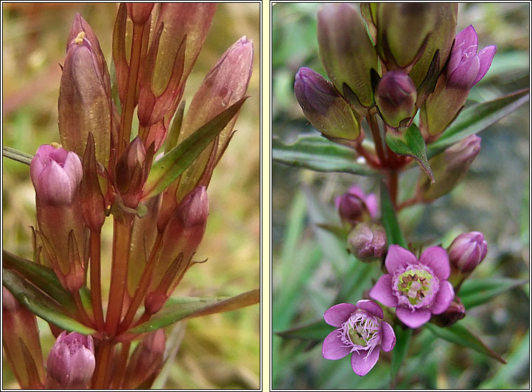 Autumn Gentian, Gentianella amarella, Muilcheann