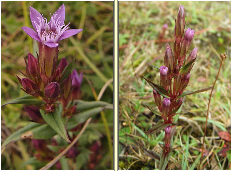 Autumn Gentian, Gentianella amarella, Muilcheann