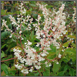 Russian-vine, Fallopia baldschuanica