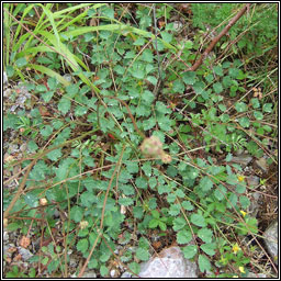 Salad Burnet, Poterium sanguisorba, Lus an uille