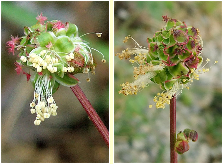 Salad Burnet, Poterium sanguisorba, Lus an uille