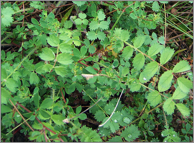 Salad Burnet, Poterium sanguisorba, Lus an uille