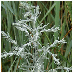 Sea Wormwood, Seriphidium maritimum, Liath na tr