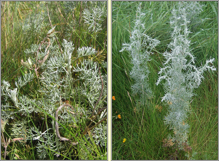 Sea Wormwood, Seriphidium maritimum, Liath na tr