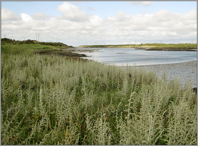 Sea Wormwood, Seriphidium maritimum, Liath na tr