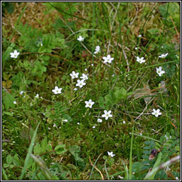 Mossy Saxifrage, Saxifraga hypnoides, Mrn caonaigh