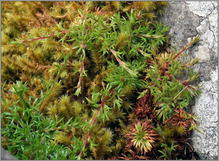 Mossy Saxifrage, Saxifraga hypnoides, Mrn caonaigh