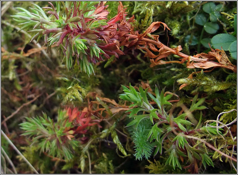 Mossy Saxifrage, Saxifraga hypnoides, Mrn caonaigh