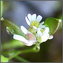 Common Whitlowgrass, Erophila verna agg, Bosn anagair