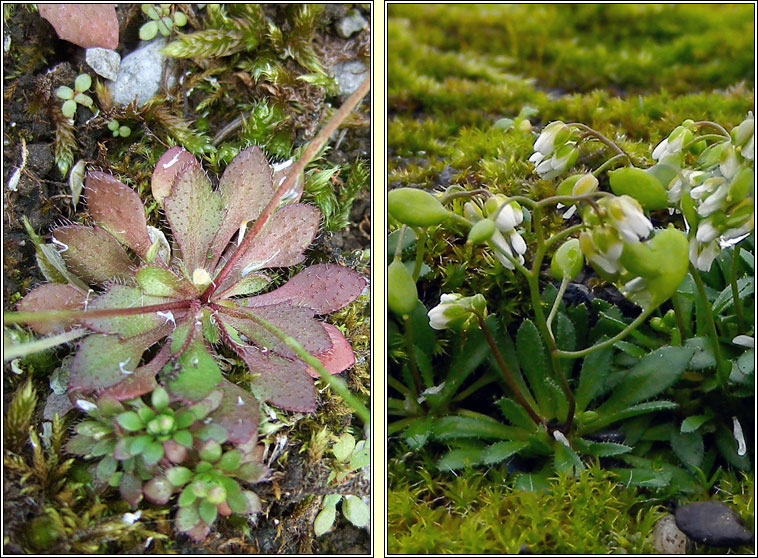 Common Whitlowgrass, Erophila verna agg, Bosn anagair