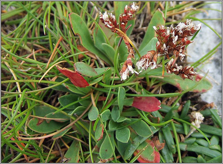 Western Sea-lavender, Limonium recurvum subsp. pseudotranswallianum