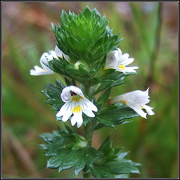 Common Eyebright, Euphrasia nemorosa, Glanrosc