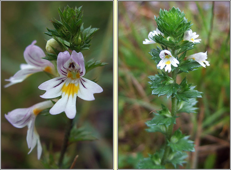 Common Eyebright, Euphrasia nemorosa, Glanrosc