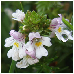 Arctic Eyebright, Euphrasia arctica, Glanrosc