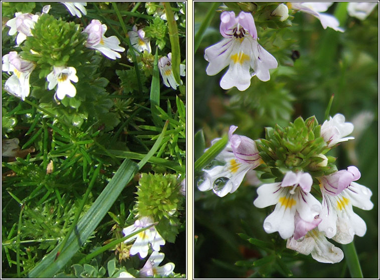 Arctic Eyebright, Euphrasia arctica, Glanrosc