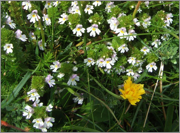 Arctic Eyebright, Euphrasia arctica, Glanrosc