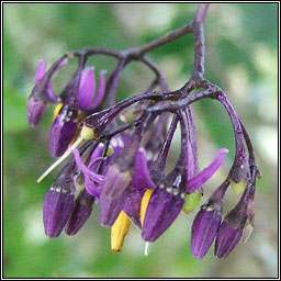 Bittersweet, Solanum dulcamara, Fuath gorm