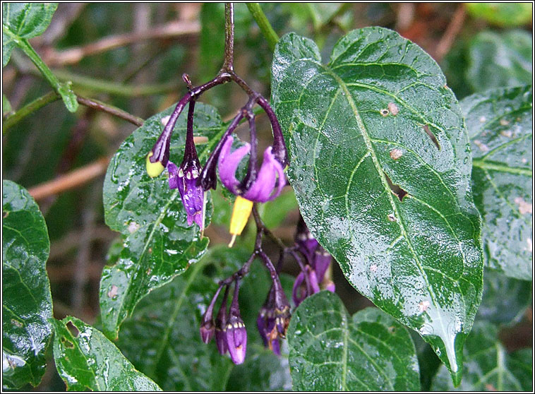 Bittersweet, Solanum dulcamara, Fuath gorm