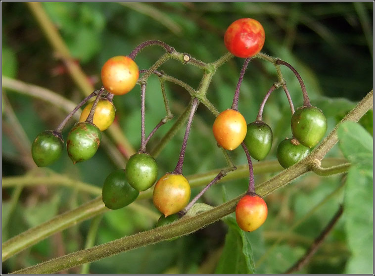Bittersweet, Solanum dulcamara, Fuath gorm