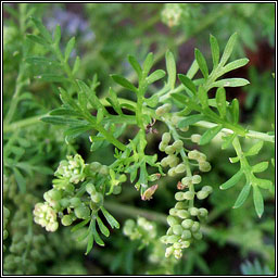 Lesser Swine-cress, Lepidium didymum, Cladhthach mhn